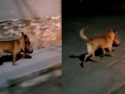 En un video difundido en redes sociales, se observa un perro llevando en el hocico una cabeza humana en Zacatecas.