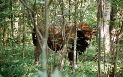 Bisontes en el bosque de Bialowieza.