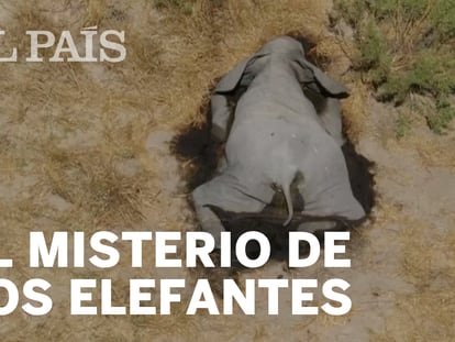 En vídeo, imágenes de elefantes muertos en el delta del río Okavango, en Botsuana.