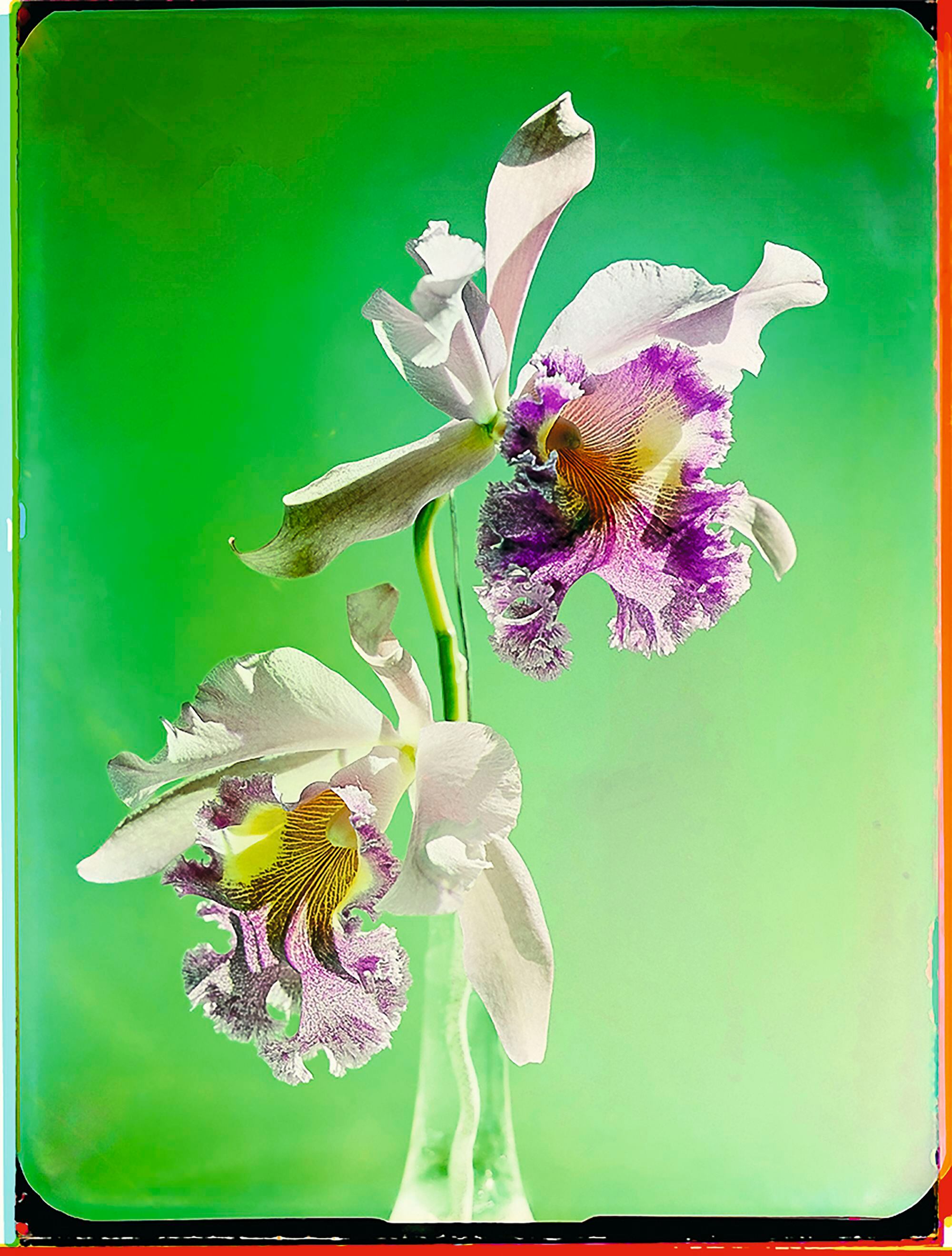 Estudio de orquídeas. Zúrich, 1943.