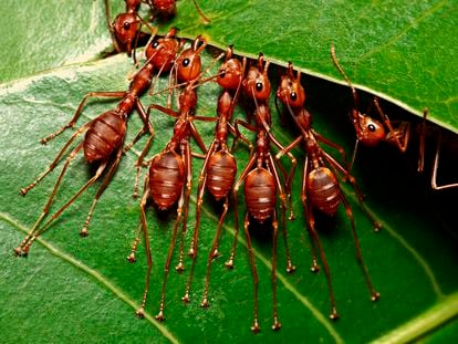 Un grupo de hormigas trabajan juntas para hacer un nido con las hojas.