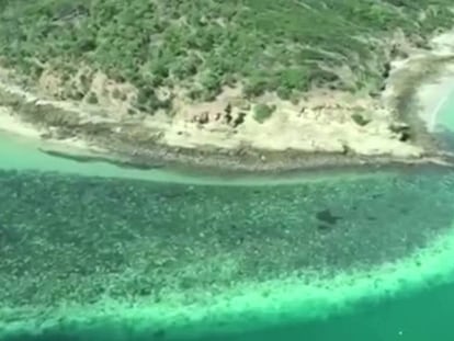 La Gran Barrera de Coral sufre una nueva decoloración, la tercera en cinco años.