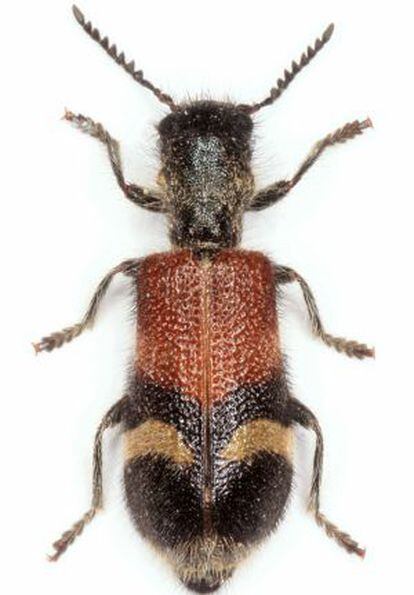 El coleóptero Tillus ibericus consiguió parar un campo de golf en Tres Cantos, Madrid.