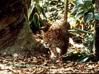 El jaguar amazónico es una de las especies que se pretenden clonar.