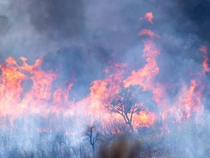 Las llamas devastaban el sábado amplias zonas del Parque Nacional de Monfragüe, en el municipio de Deleitosa (Cáceres).