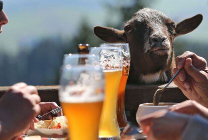 Una cabra mira la comida de una mesa en un restaurante al aire libre en Alpe Beichelstein, cerca de Seeg, Alemania.