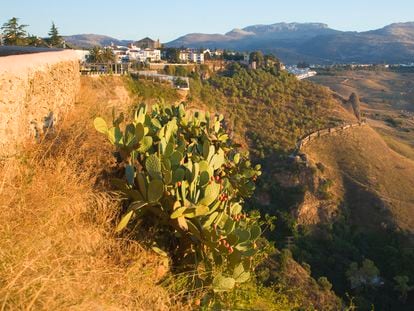 Chumberas, o nopal tunero, con la ciudad de Ronda al fondo. Originarias de México, son una especie invasora en Australia, Sudáfrica... En España también lo es, salvo en Canarias.