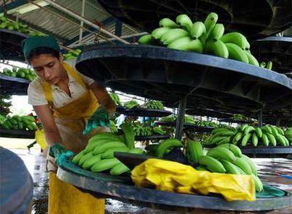 Una mujer coloca bananos para exportar en una plantación cercana a la localidad de Parrita, en Costa Rica