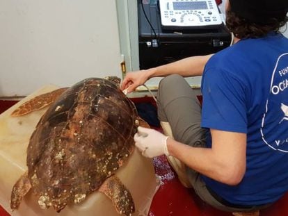 Una investigadora de la Fundación Oceanográfic atiende a una tortuga. 