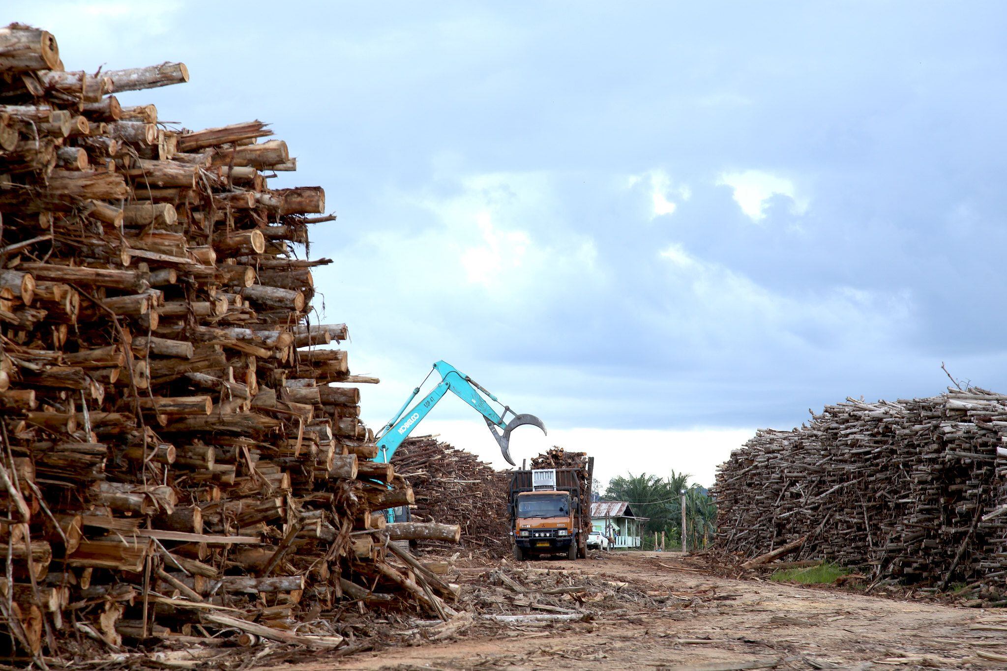 Los troncos procedentes de monocultivos se apilan en la Concesión de PT Adindo en Kalimantan. La madera se utiliza para producir pulpa de madera, destinada a la fabricación de tejidos como la viscosa y el modal.