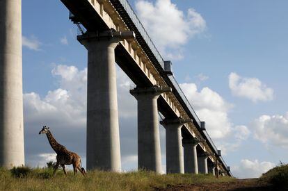 Una jirafa cruza por debajo del puente de la línea Standard Gauge Railway (SGR) a su paso por el Parque Nacional de Nairobi, Kenia.