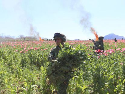 Elementos del Ejército mexicano durante la quema del plantío de Mocorito, el pasado 21 de febrero.