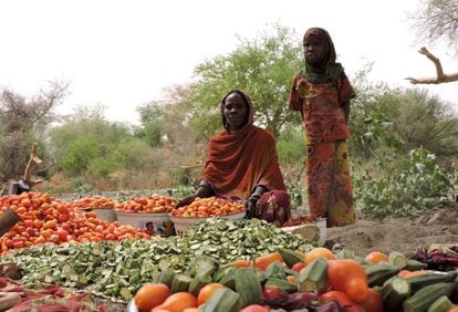 Los tomates y okras mejoran la nutrición de esta comunidad, además de aumentar sus ingresos.
