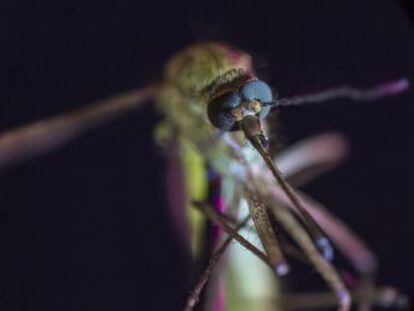 Un documental de Discovery Channel advierte sobre la expansión del animal más mortífero para el hombre  mata a más de 750.000 personas al año