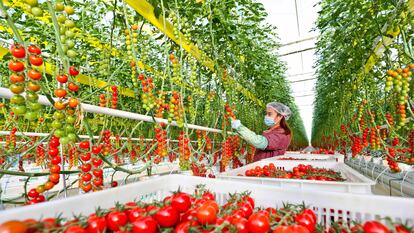 Recogida de tomates en un invernadero inteligente en la ciudad china de Zhangye, en diciembre.