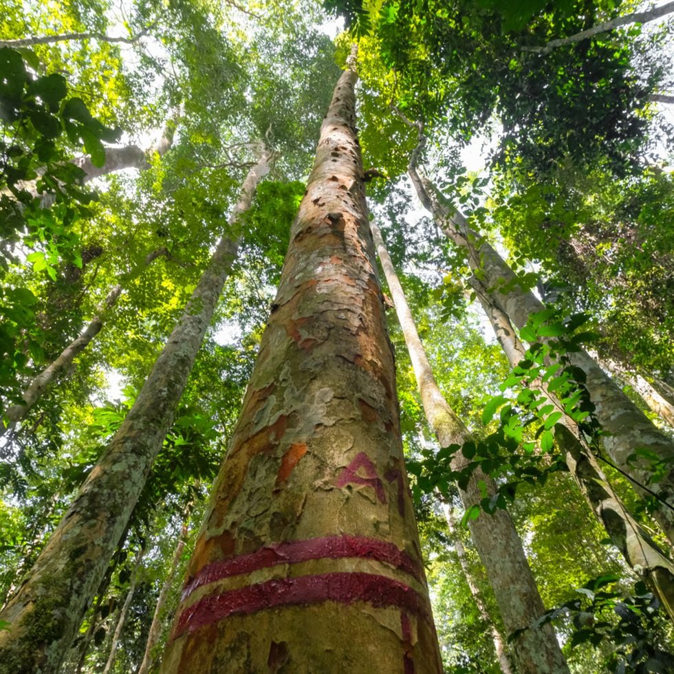 RDC: Así extrae China ilegalmente madera y minerales en el norte del Congo  | Planeta Futuro | EL PAÍS