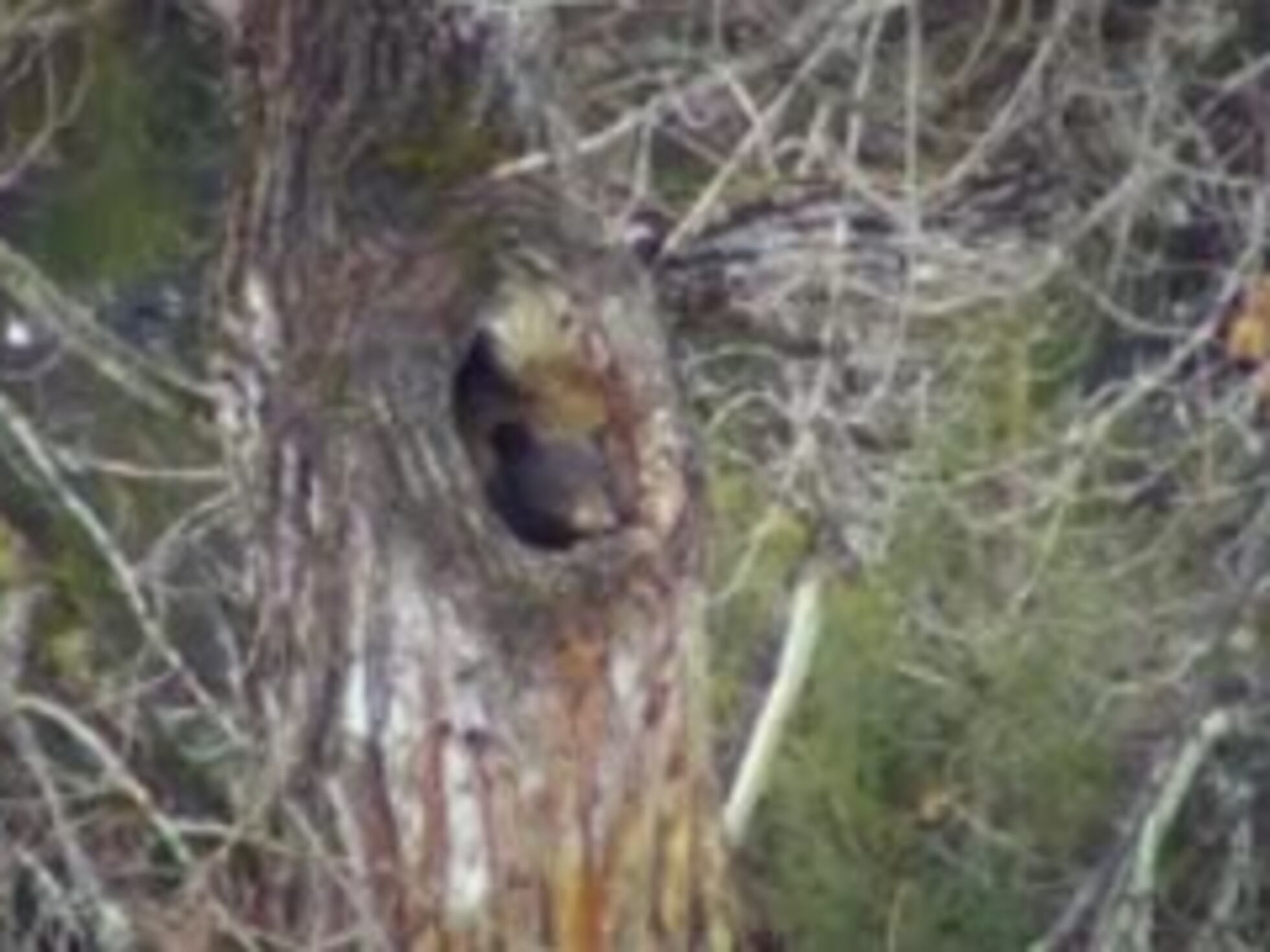 Sabes Cuanto Pesa Un Oso Polar Así se despierta un oso de su hibernación | Mundo animal | EL PAÍS