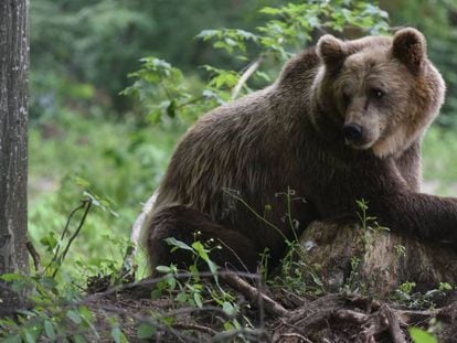 Un oso pardo descansa en un bosque del santuario de osos Domazhyr, cerca de Lviv (Ucrania), el pasado día 11.