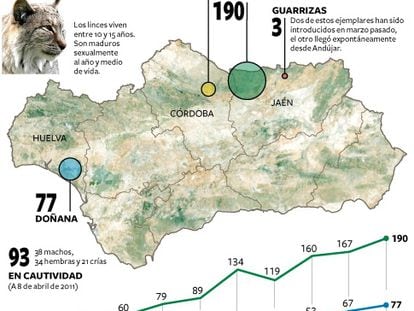 Evolución de la población del lince ibérico