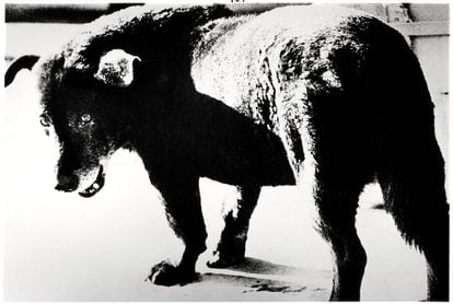 'Misawa', el perro que Daido Moriyama fotografió en 1971.