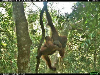 Un orangután (Pongo pygmaeus) madre con su cría. Imagen cedida por Jessica Haysom.