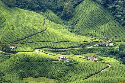 Plantación de té en las montañas.