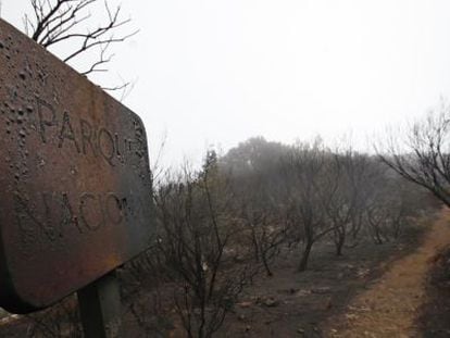 Un paraje quemado en el Parque Nacional de Garajonay, en La Gomera.