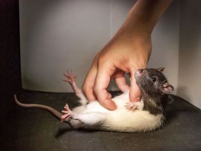 Científicos de Berlín revelan los circuitos cerebrales responsables de las cosquillas, y su parecido entre ratas y personas