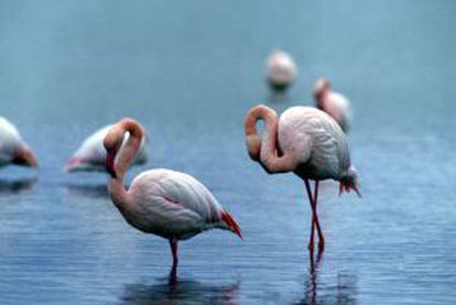 Flamencos en el parque nacional de Doñana.