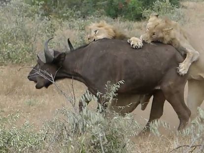 El ataque de dos leones a un búfalo con final feliz.