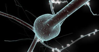 En la imagen, un modelo 3D de neurona reconstruido a partir de datos de laboratorio