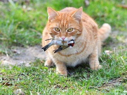 Un gato atrapa a un pájaro en un jardín.