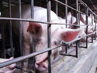 En granjas de cerdos en China se ha encontrado gran cantidad de bacterias resistentes a los antibióticos
