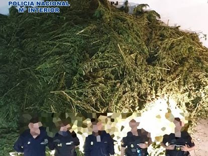 Cinco agentes de Policía Nacional, frente a una incautación de 10.170 plantas de marihuana en Almería.