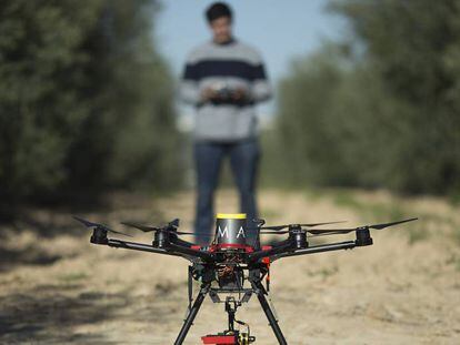  Un técnico inicia un vuelo de dron para tomar imágenes de una finca de olivares.  