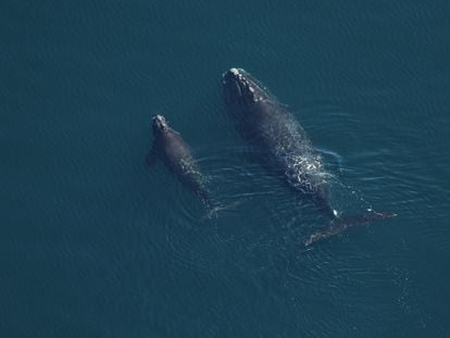 Una ballena franca glacial con su cría.