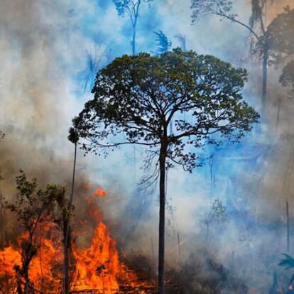 Medio ambiente: toda la información sobre la crisis climática y la actualidad ambiental