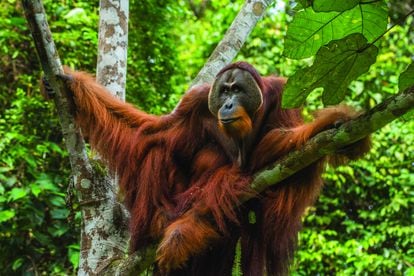 El temible macho “Win Gayo”, espera a ser trasladado a los remotos bosques del Parque Nacional de Bukit Tigapuluh (Sumatra, Indonesia).