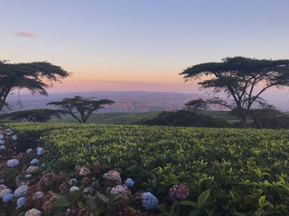 Los campos de té en Thyolo (Malawi).