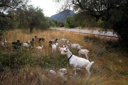 Un reba&ntilde;o de cabras pastura en los montes de Alfara de Carles para limpiar el sotobosque.