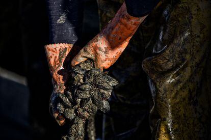 Un trabajador limpia los mejillones recién sacados del agua en una batea del Delta del Ebro.