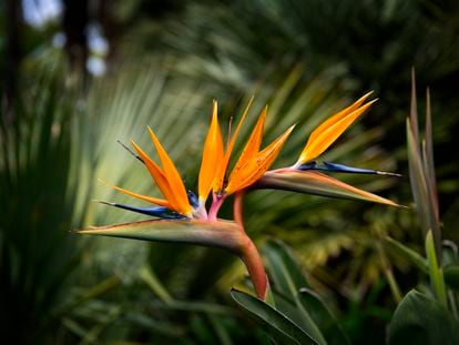 A la ‘Strelitzia’ se la conoce como ave del paraíso por su extraordinaria flor con forma de cabeza de pájaro con cresta.
