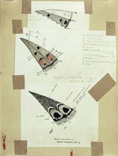 Compartativa de los esquemas de máculas en 'Cells M3' y 'CuA1' en el revés de las alas traseras, incluido en el archivo Vladimir Nabokov en la colección Berg, New York Public Library.