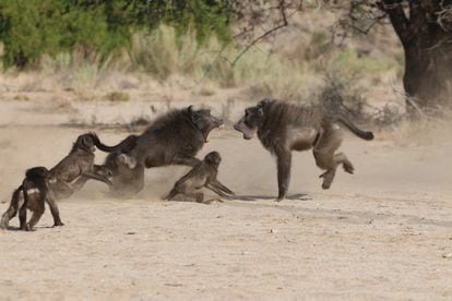 Females of many species, such as baboons, are aggressive in defending their young.