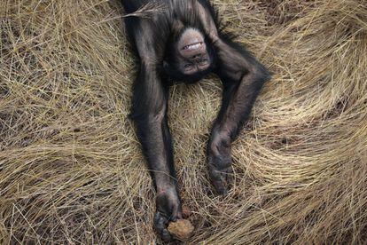A menudo, los animales han sufrido daños físicos y psicológicos, pero con los cuidados, atención y compasión de los cuidadores y voluntarios, los chimpancés inician el largo camino de la independencia y aprenden a sobrevivir en lo salvaje. En la imagen, el macho dominante del grupo se relaja sobre paja.