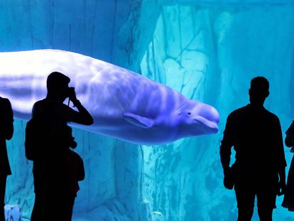 Varias personas contemplan este lunes una beluga en el Oceanogràfic de Valencia.