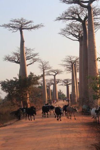 Un rebaño de zebús se pasea por la “Allée des Baobabs”, uno de los lugares turísticos más emblemáticos de la isla