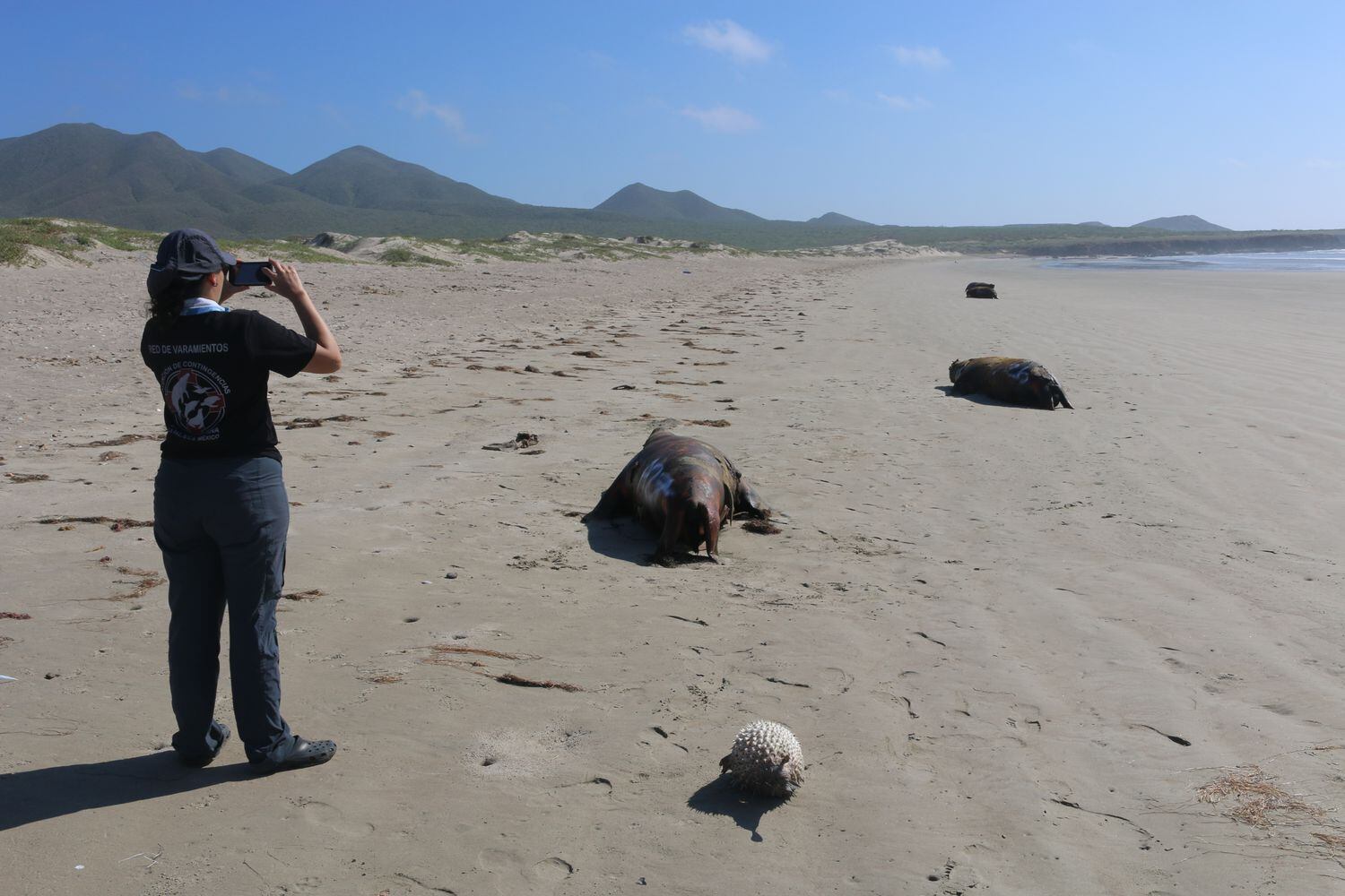 La playa de San Lázaro, en Baja California, con cadáveres de lobo marino.