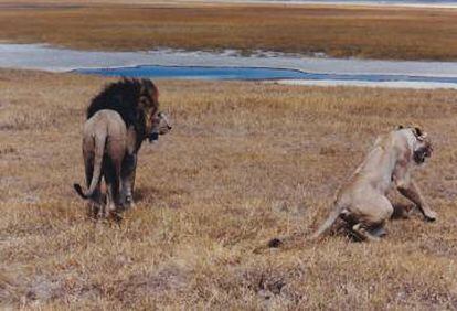 Una pareja de leones junto al río Tarangire.