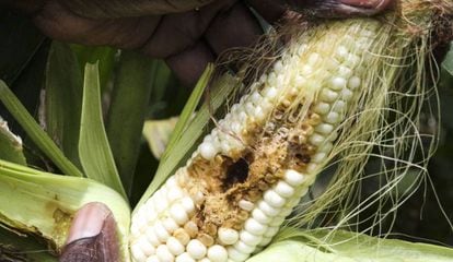 Daños causados por el cogollero en una plantación de maíz en Goromonzi (Zimbabue).